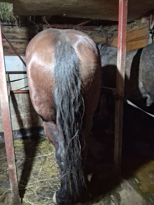 Vând iapă de 4 ani