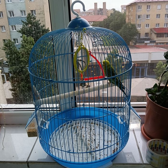 Schimb peruș cu tot cu cușcă