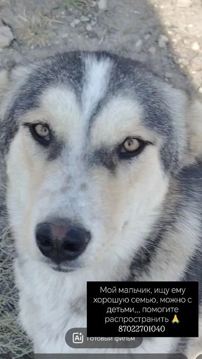 Мальчик, 1год,идеальный для, семьи с детьми