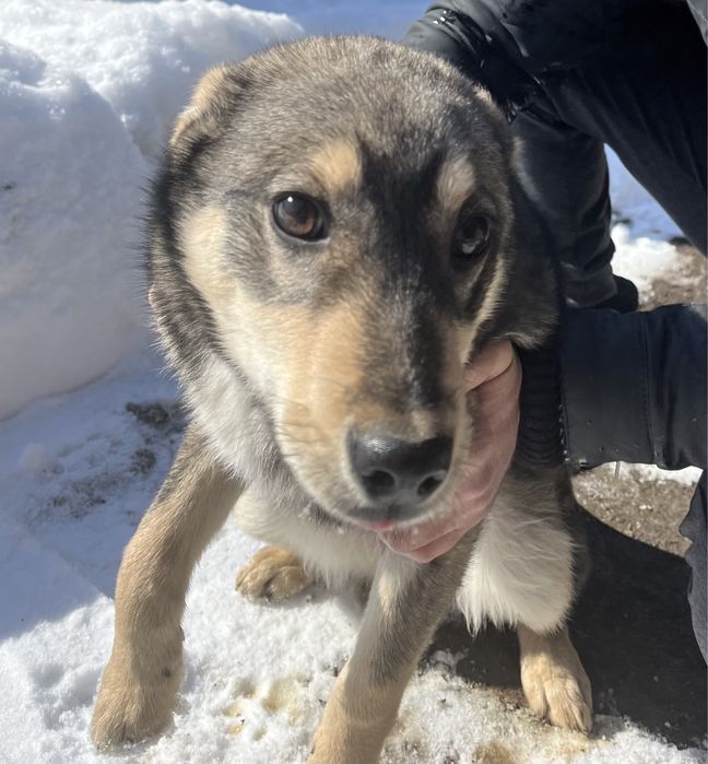 Щенок в добрые руки