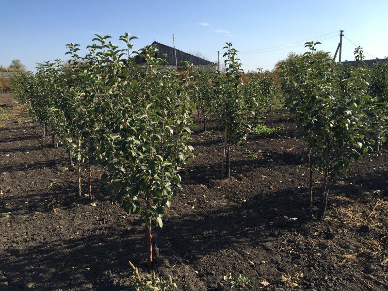 Продам саженцы винограда туя