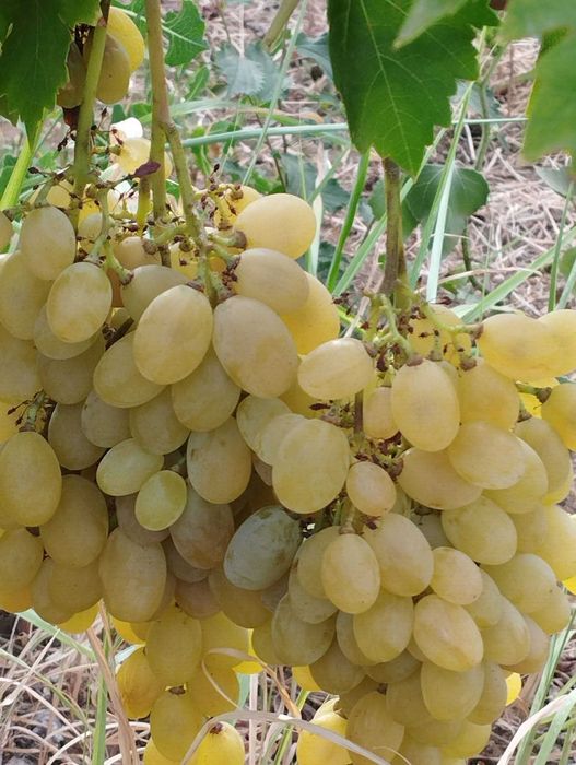 Продавам грозде Широка мелнишка, рубин, булгари рекацители