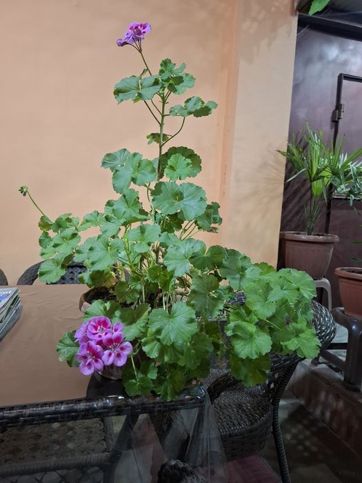 Пеларгония.        .