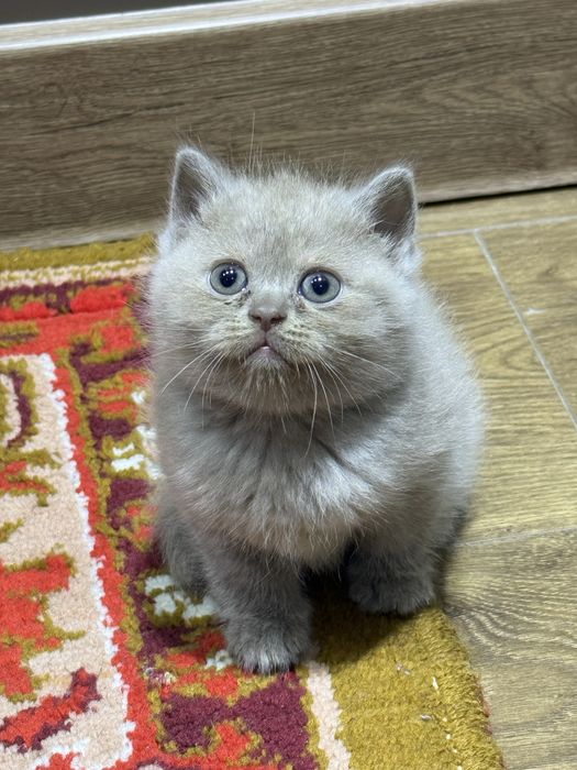 Мушукчалар сотилади