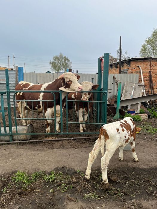 Продам симентальских телят ( бычки ) один месяц