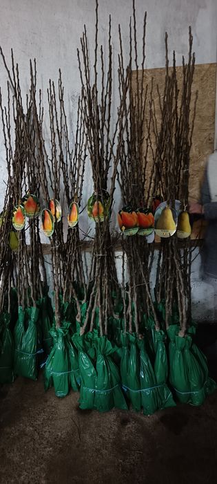 Vând laur englezesc 70-90 cm., trandafiri copac, pomii fructiferi etc., telefon 07539696477