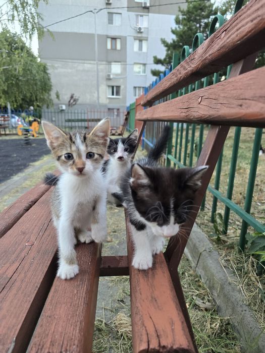 Три котенца търсят дом