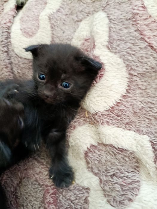 Пролаю скоттиш фолд котенка