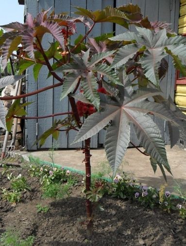 Рассада Клещевина