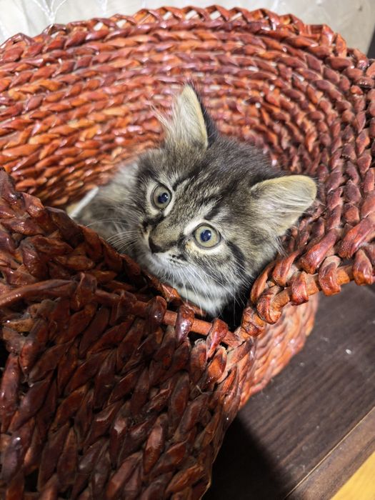 котенок девочка добрые руки