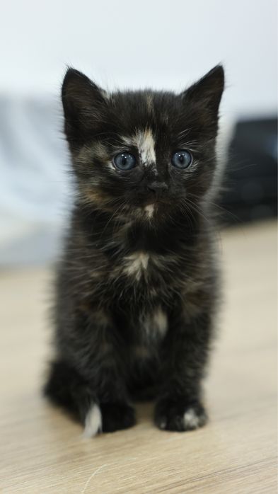 Котенок в добрые ручки