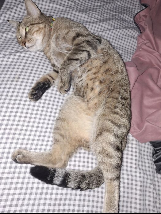 Передержка как дома