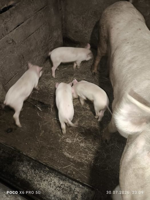 Продам поросят 1 месяц