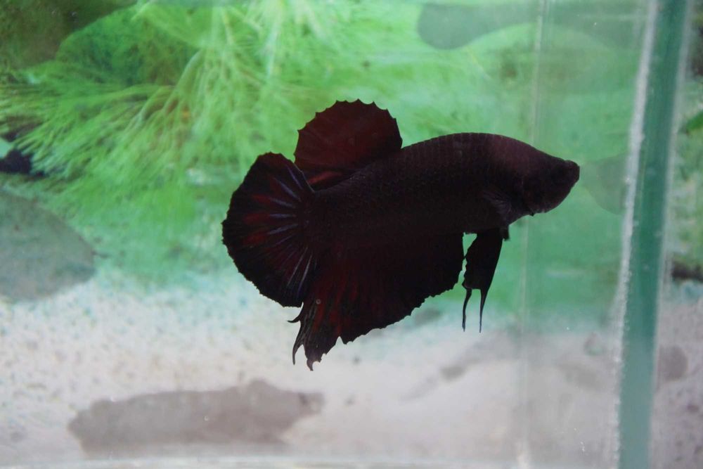 Pesti Betta Splendens Halfmoon Combtail Masculi Femele Acvariu