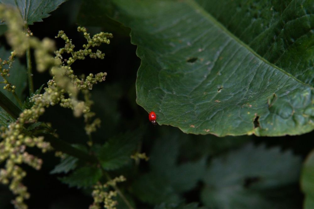 Обьектив Sigma 30mm F1.4 dc dn.