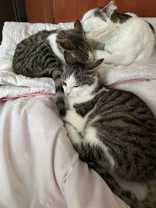 Отдам в добрые руки