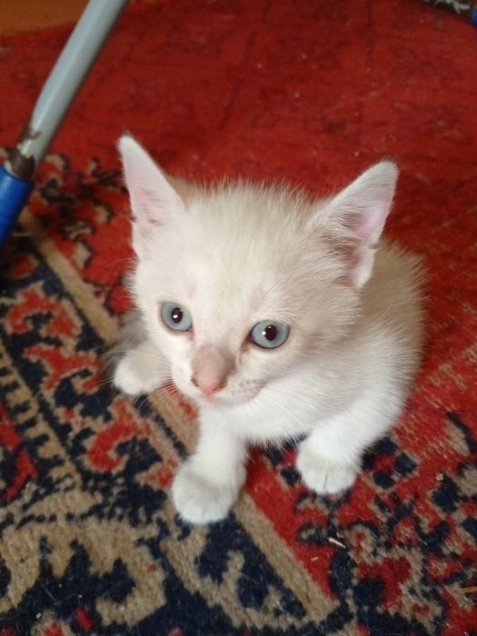 Отдам котят в добрые руки