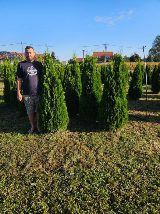 Tuia smaragd de calitate extra (transport gratuit)