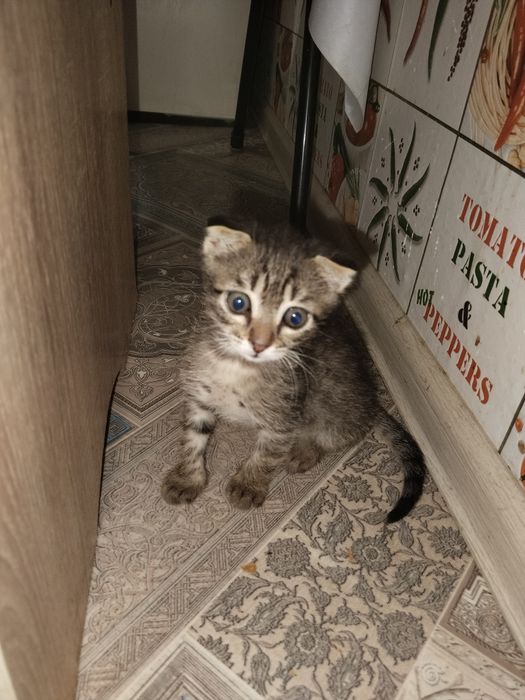 Котёнок в добрые руки