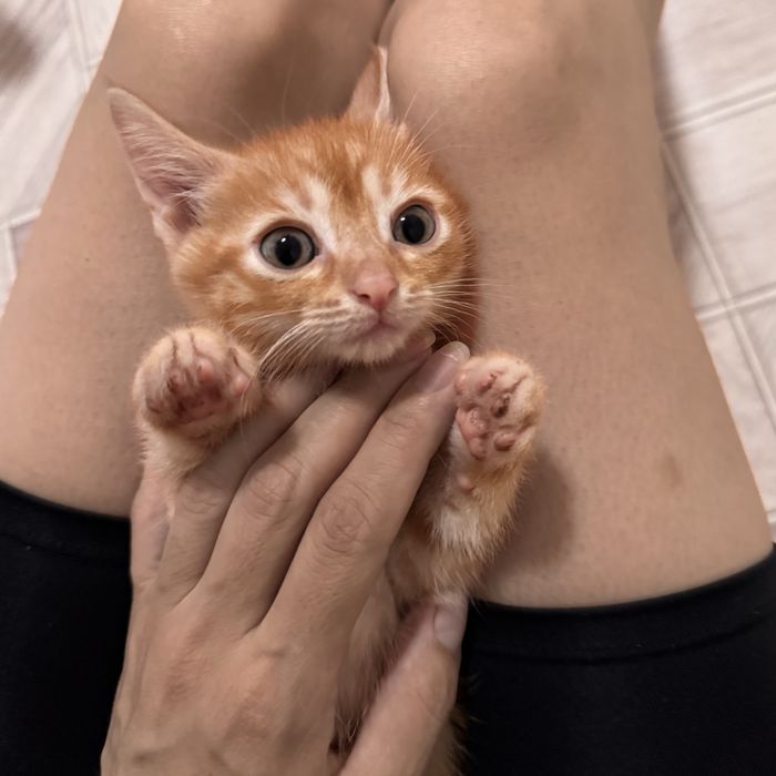 Отдам котят мальчики