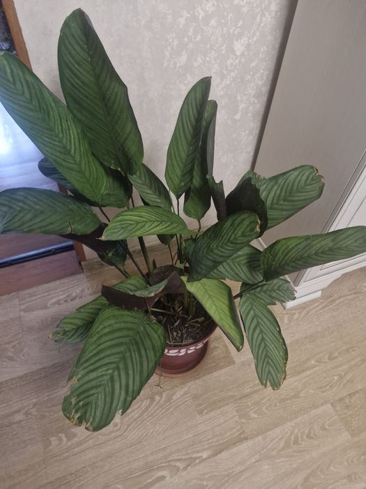 Продам комнатные цветы