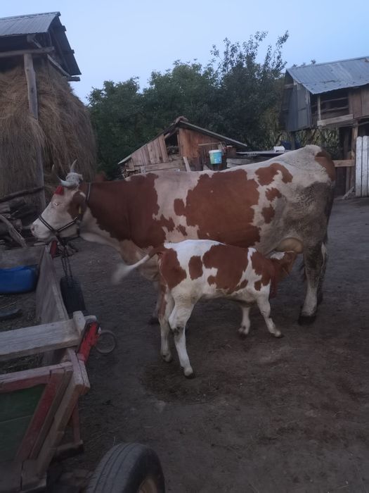 Vacă bălțată recent fatata