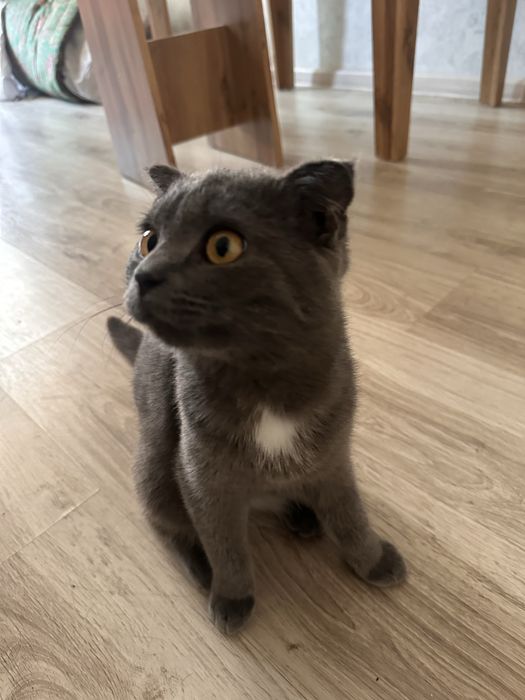 Отдам кота в добрые руки