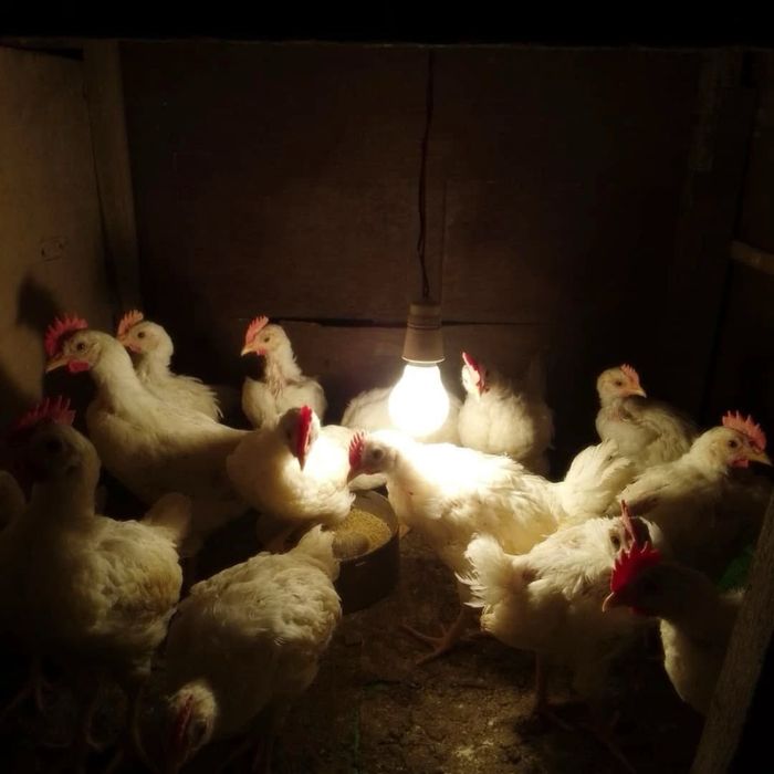 Несушки Молодые Хайсекс