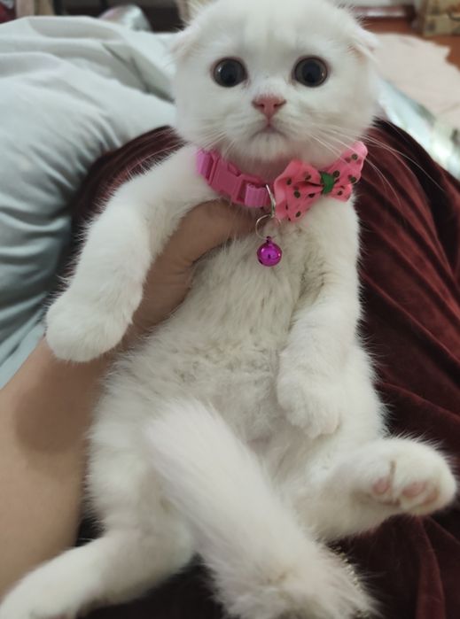 Scottish fold qizaloq