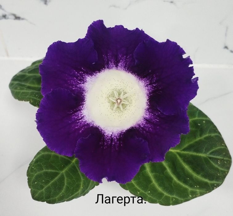 Цветущие не махровые глоксинии.