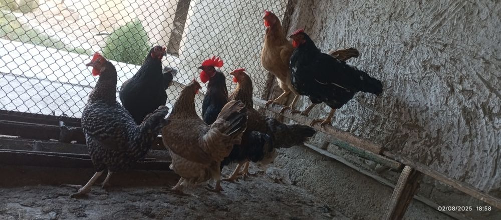 Kuchli orgazm haqida video onlayn