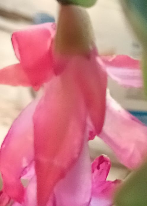 Цветок комнатный декабрист