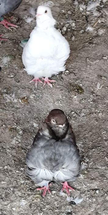 Cocosi Australorp ,porumbei și Sebright.