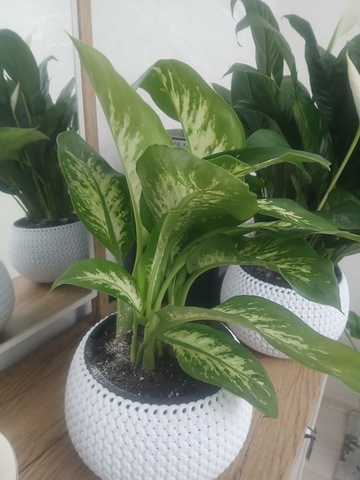 Цветы комнатные для дома и офиса