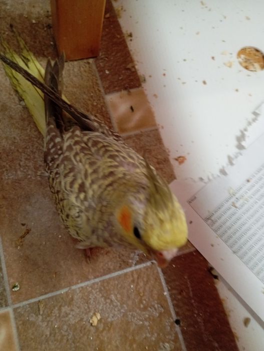 Vând pui blând nimfa