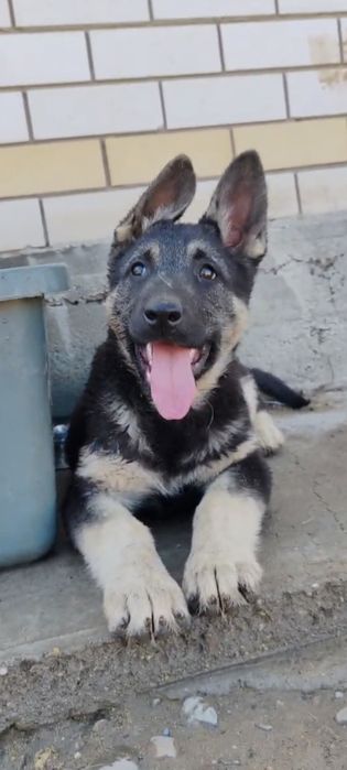 Подрощенная девочка ВЕО