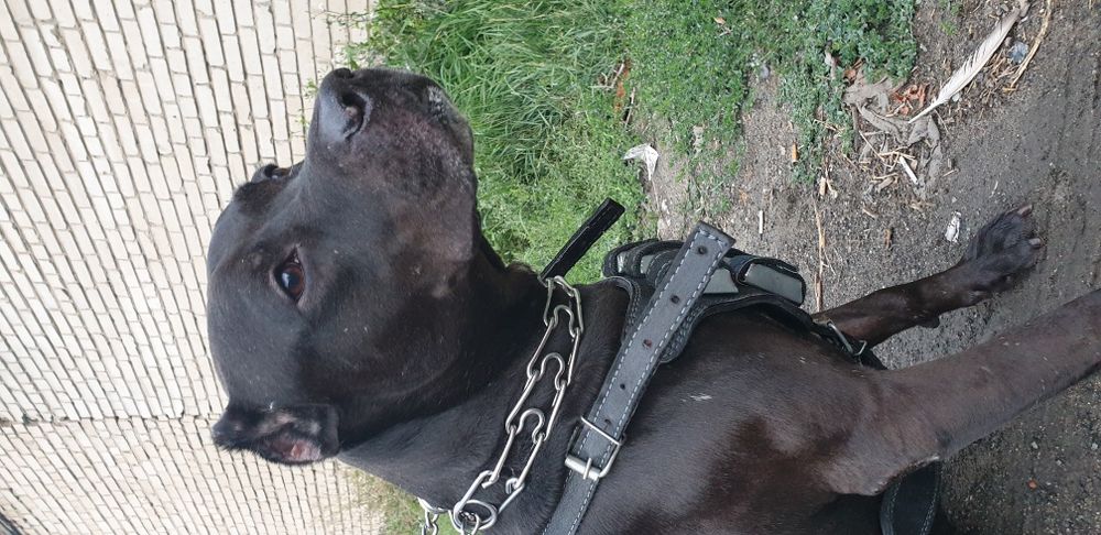 Шлейка с грузами