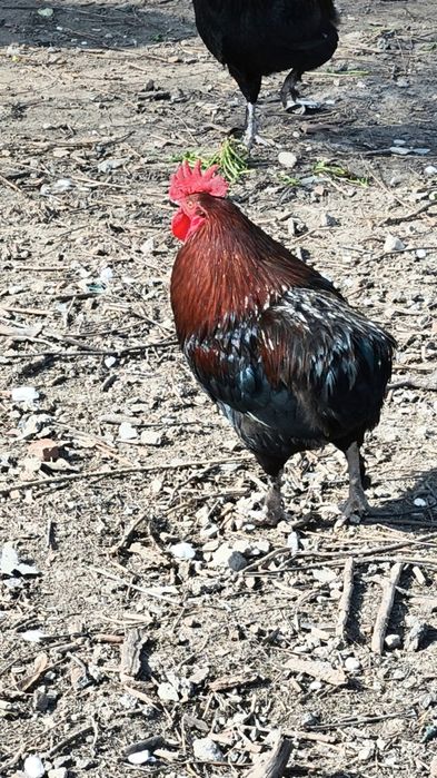 Cocos Araucana de 8 luni