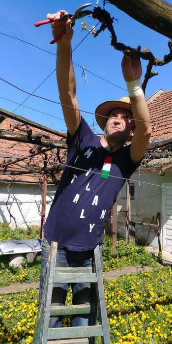 Tund pomi, viță de vie, plantez pomi, stropesc după tundere.