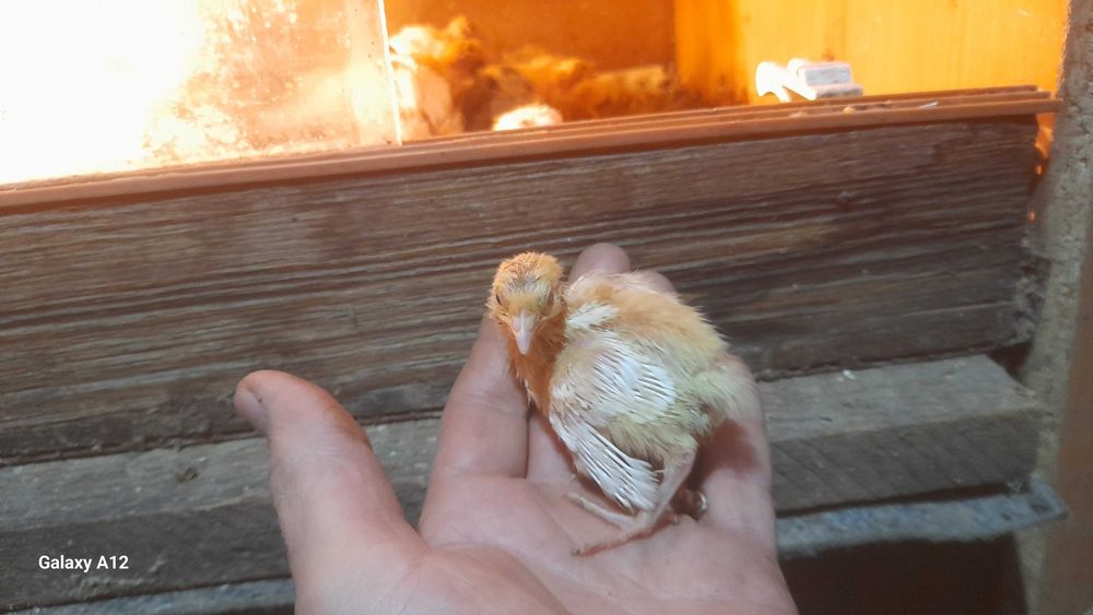 Суточные перепелята,инкубацыонное яйцо.