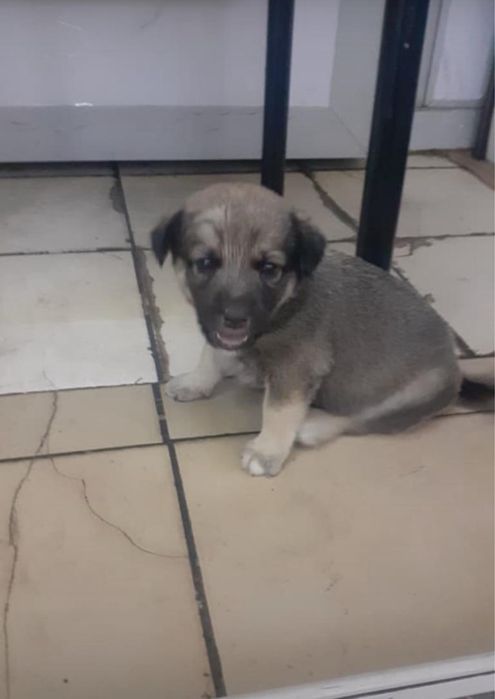 отдадим в хорошие руки