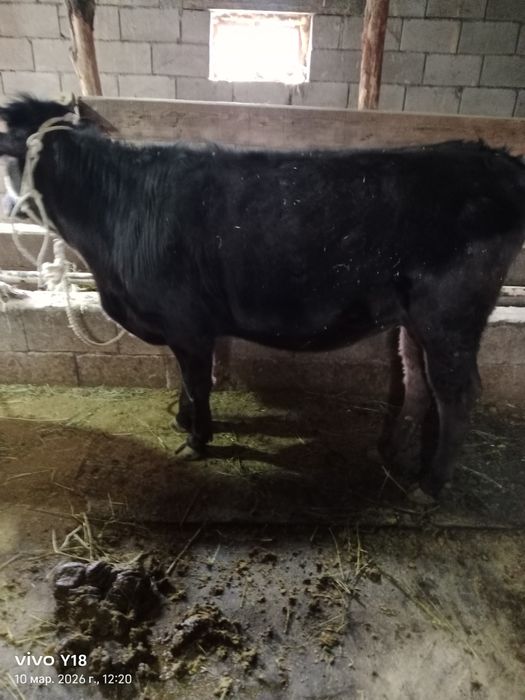 Продам телучку .