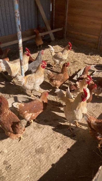 Қораздар сатылады.