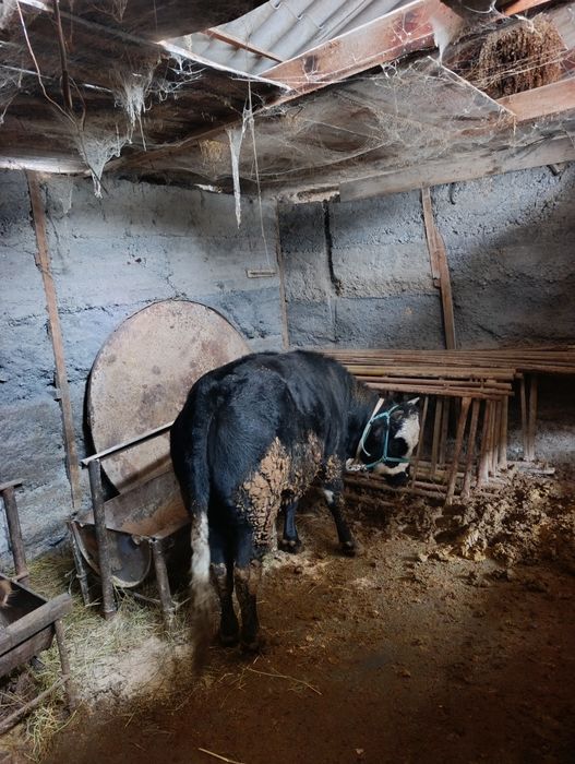 Бұқа сатылады семіз