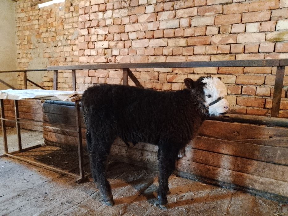 Бузаулы сиыр сатылады