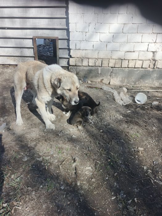 Щенки Алабая в Караганде