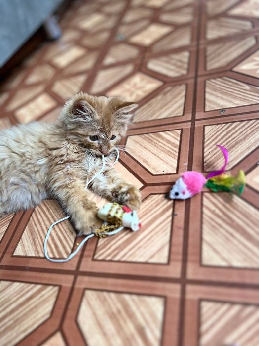 Отдам в добрые руки.