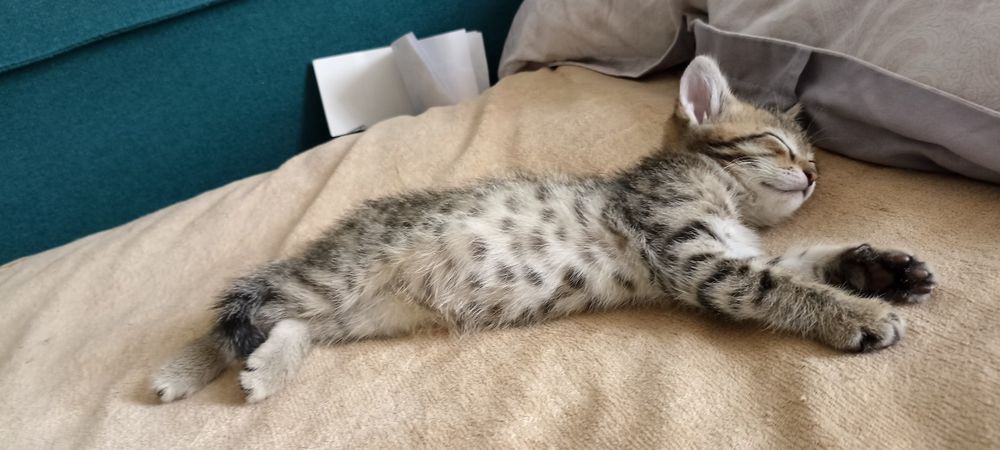 Котенок в добрые руки