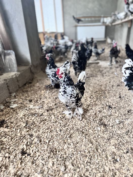 Yapon  TUXUMI sotiladi