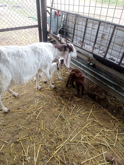 Коза с козлятами